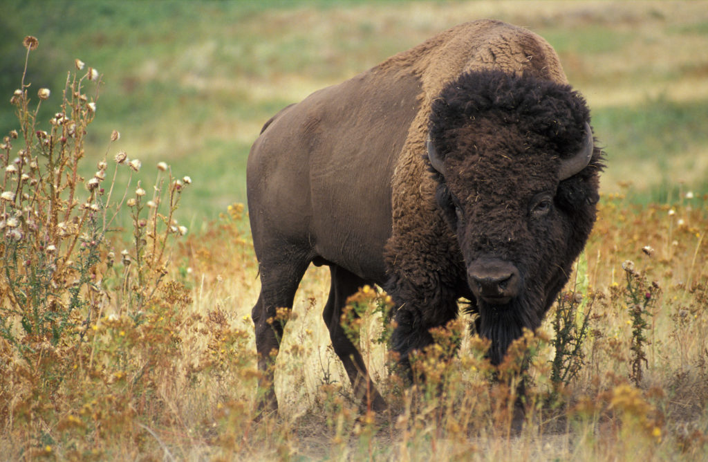 american bison | native grasses