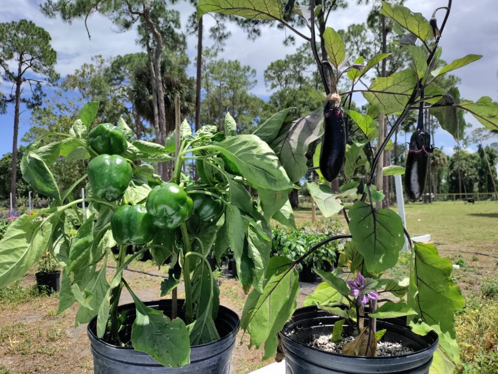 vegetables in pots