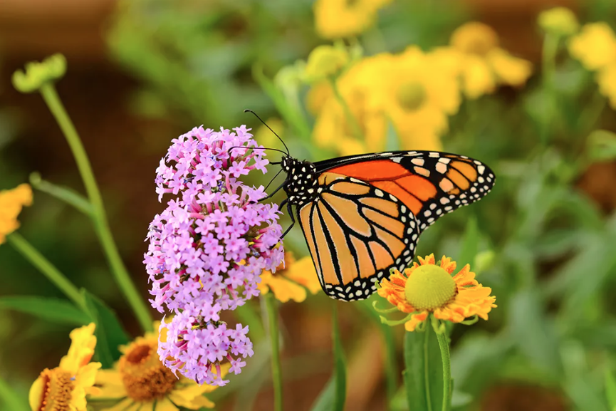 monarch butterfly and pollen
