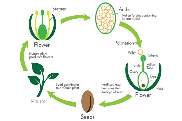 pollination process
