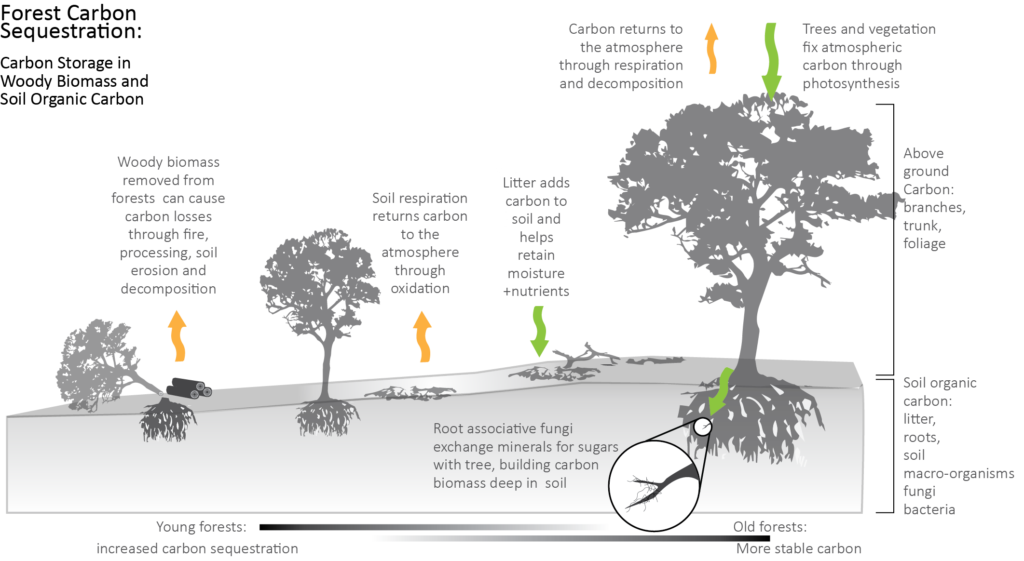 fire-and-carbon-dioxide-grass-vs-trees-go-natural-education