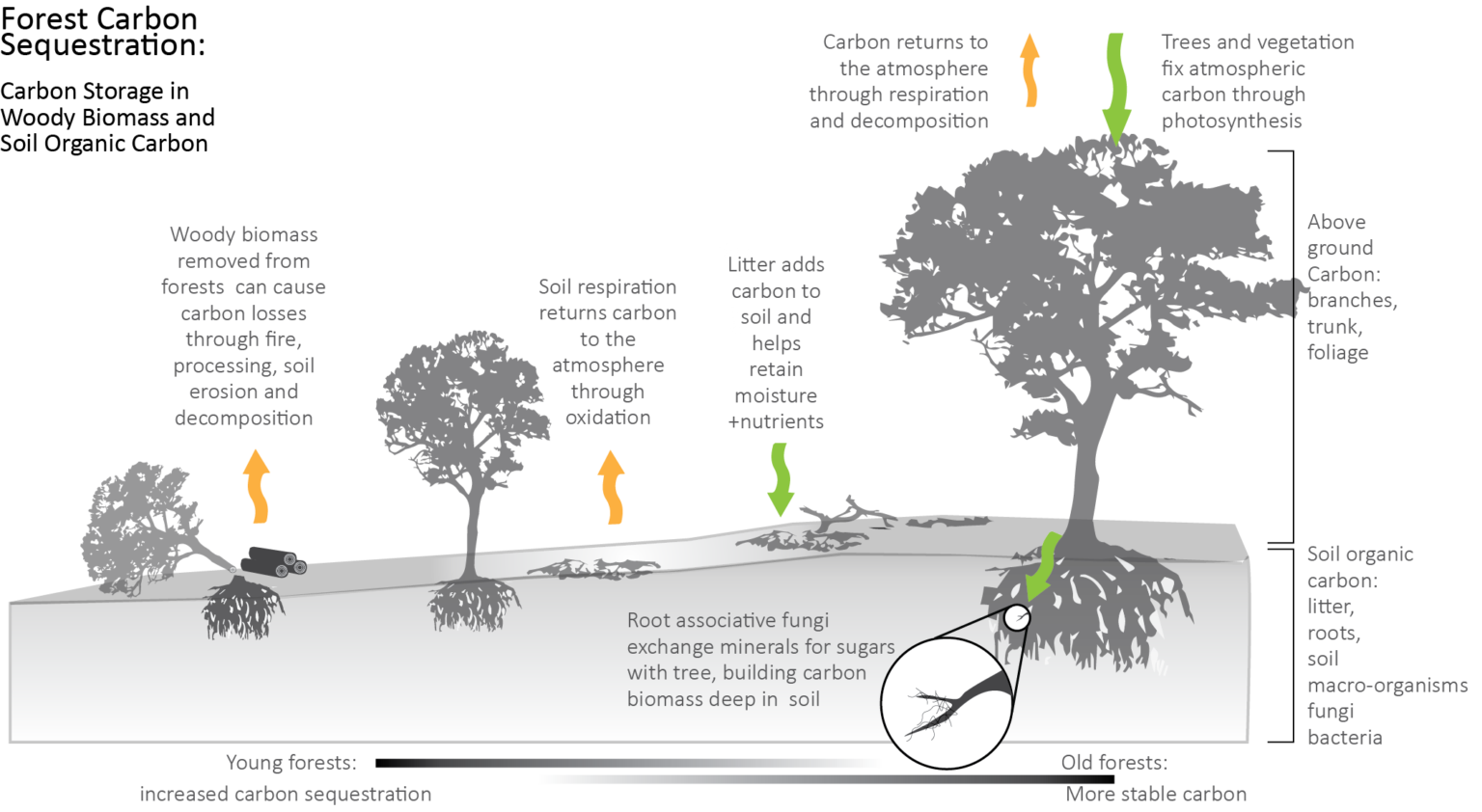 Fire And Carbon Dioxide Grass Vs Trees Go Natural Education