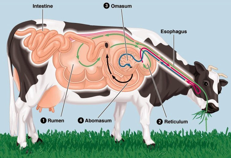 cud and cow's stomach