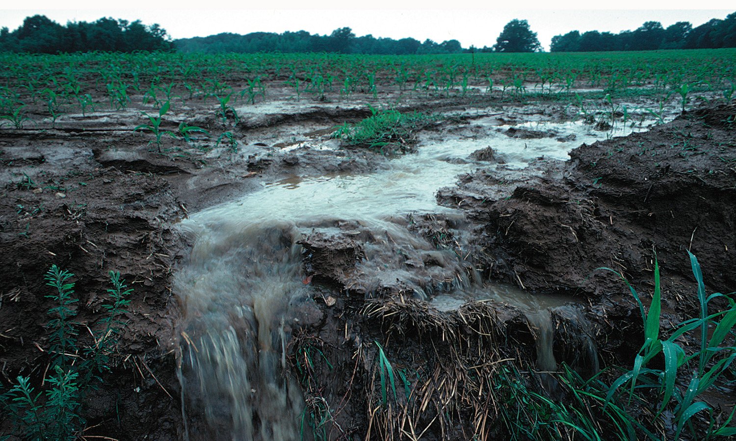 Do Cows Cause Water Pollution? Go Natural Education