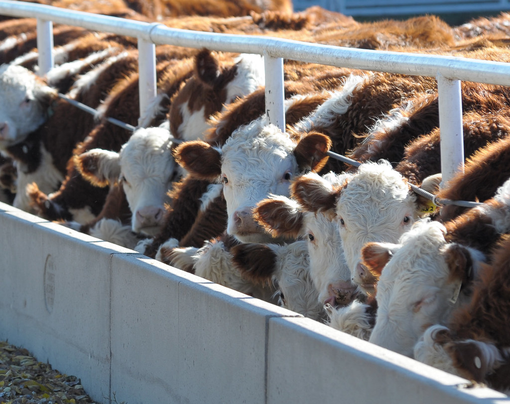 cattle feedlot