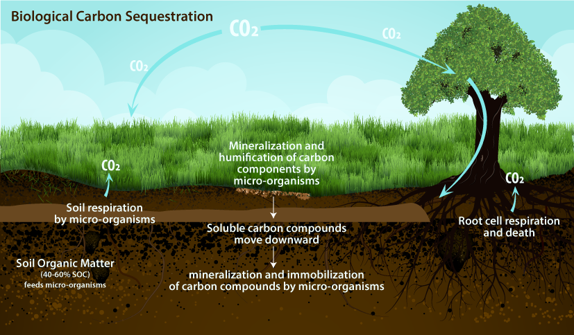 carbon sequestration