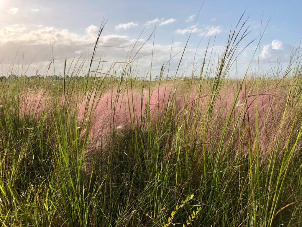 Grasses in the Florida Everglades