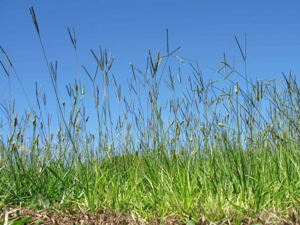 bahia grass