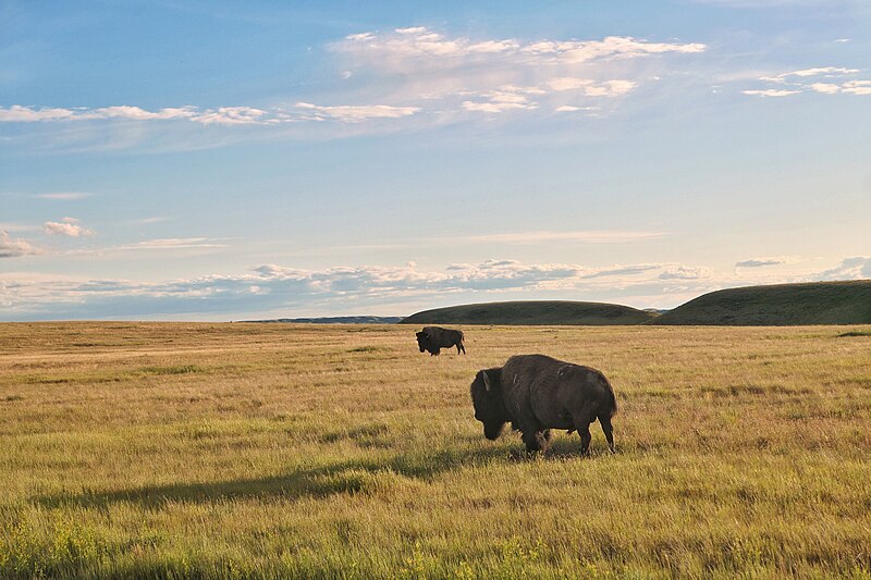 shortgrass prairies