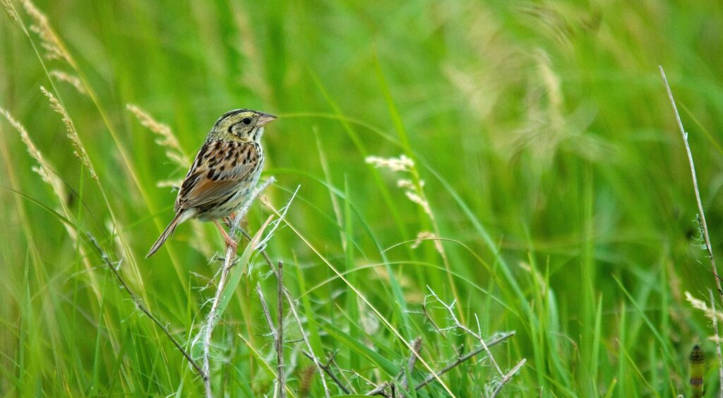 tallgrass prairies