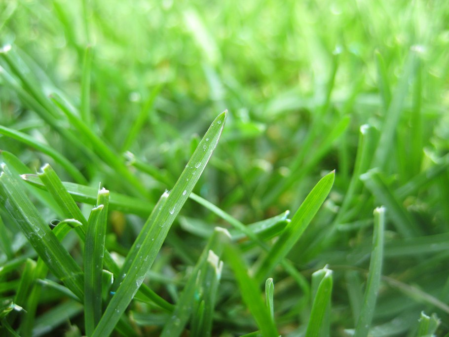 Kentucky Bluegrass