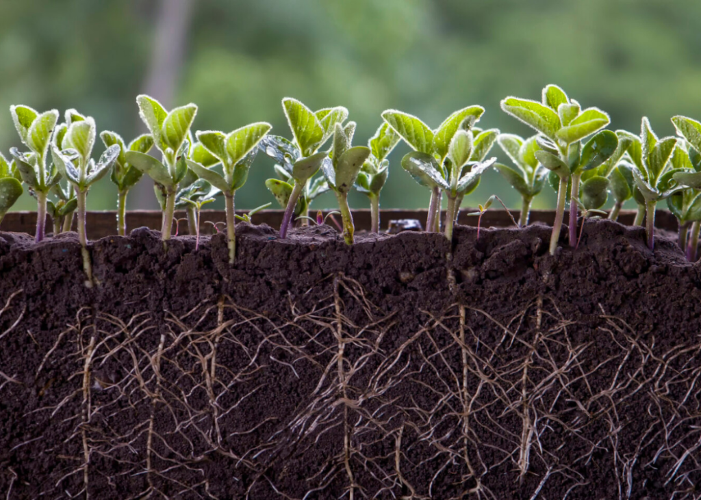 root zone enrichment