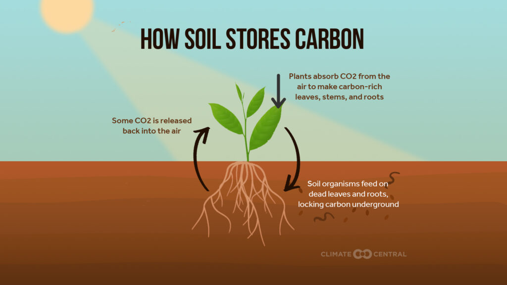 soil carbon